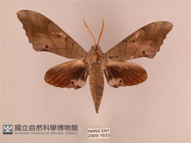 栗六點天蛾藏品圖，第1張