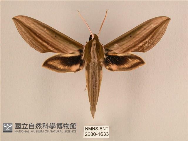 棕綠背線天蛾藏品圖，第1張