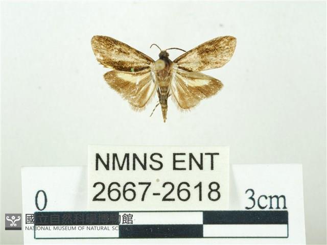 叉紋閃舞蛾藏品圖，第1張