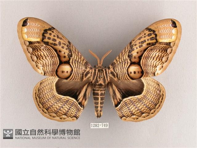 枯球籮紋蛾藏品圖，第1張