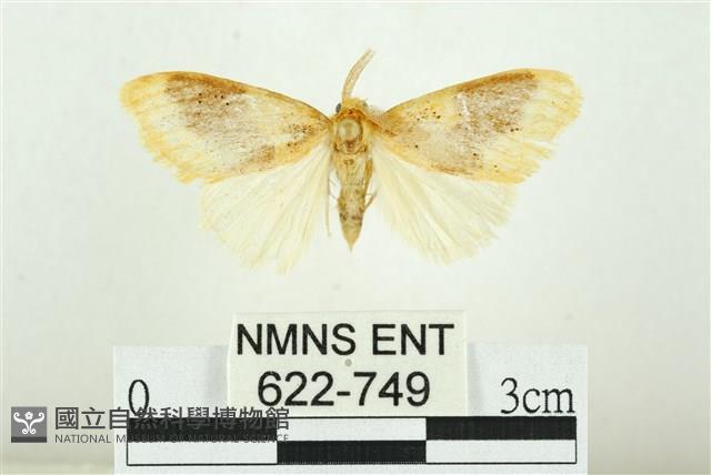 寬紋黃毒蛾藏品圖，第1張