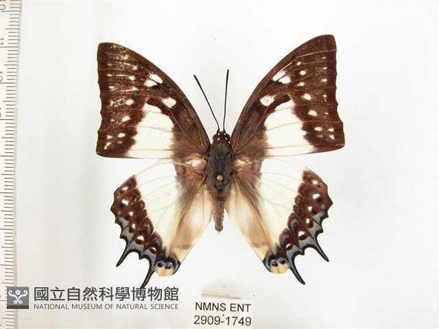 雙尾蛺蝶藏品圖，第1張