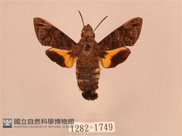 灰紋長喙天蛾藏品圖，第1張