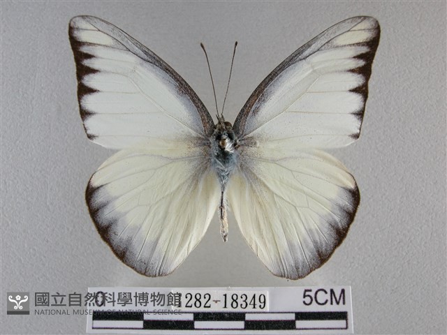 異色尖粉蝶藏品圖，第1張