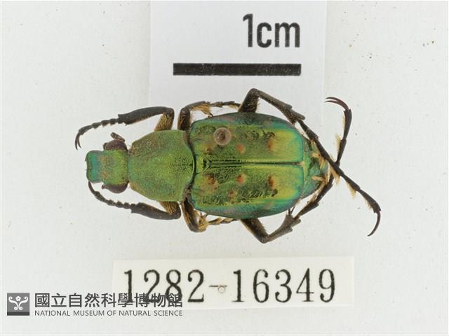 綠艷長腳花金龜藏品圖，第1張