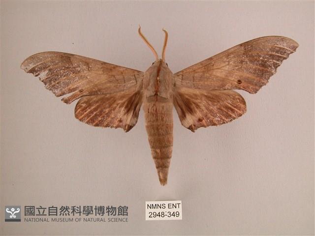 直翅六點天蛾藏品圖，第1張