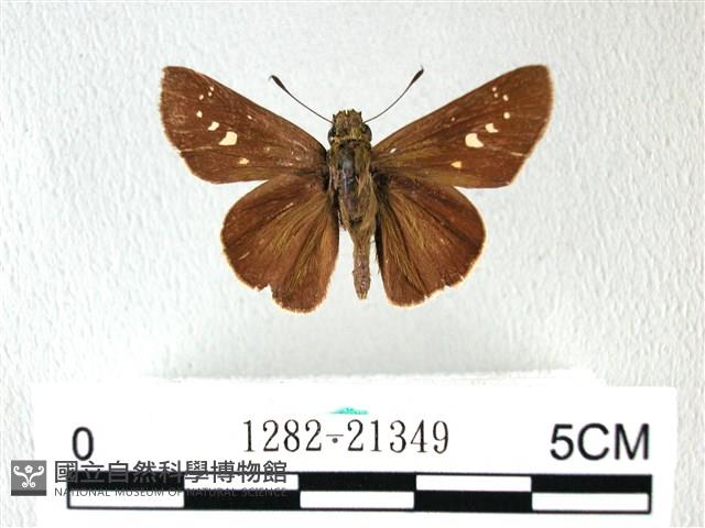 禾弄蝶藏品圖，第1張