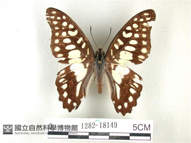 木蘭青鳳蝶藏品圖，第1張