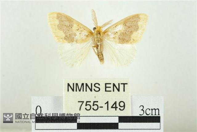 寬紋黃毒蛾藏品圖，第1張