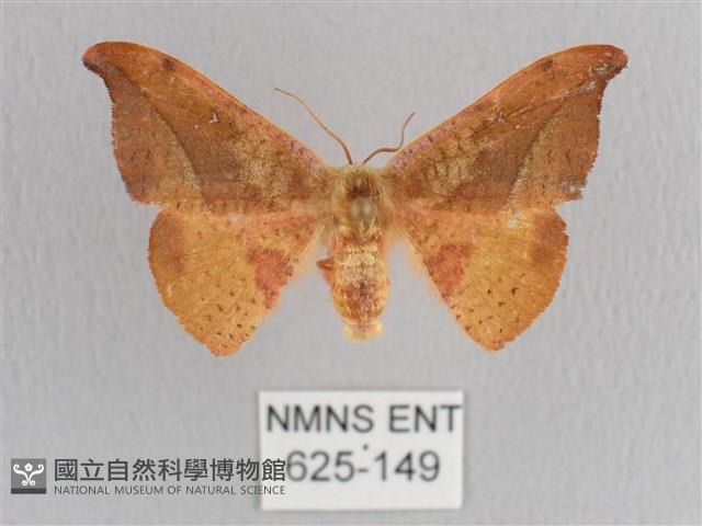 銀端帶鉤蛾藏品圖，第1張