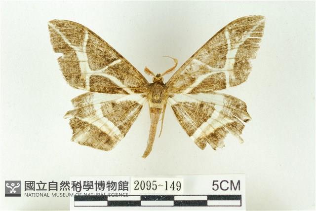 樹形尺蛾藏品圖，第1張