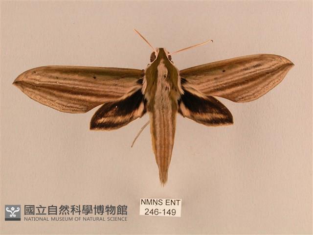 棕綠背線天蛾藏品圖，第1張