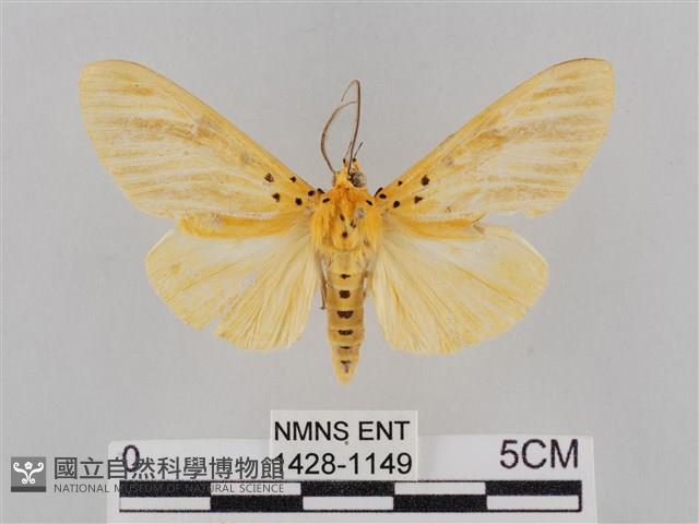 橙擬燈蛾藏品圖，第1張