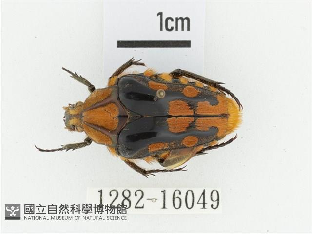 臺灣瘦花金龜藏品圖，第1張