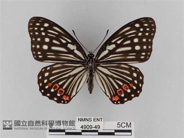 紅星脈蛺蝶藏品圖，第1張