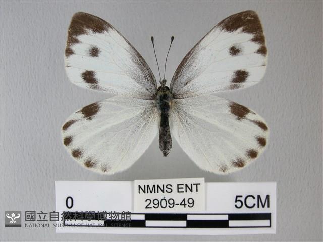 緣點白粉蝶藏品圖，第1張