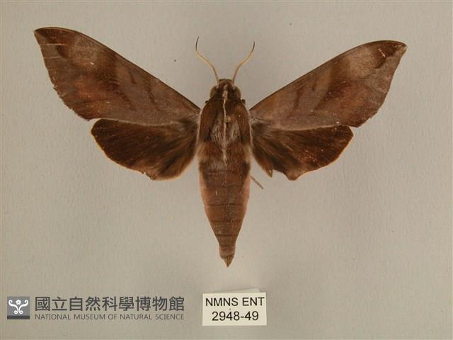 背中白天蛾藏品圖，第1張