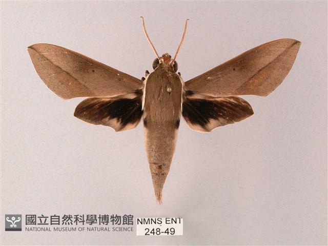 藏斜紋天蛾藏品圖，第1張