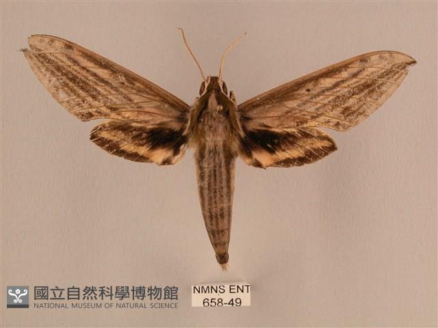 棕綠背線天蛾藏品圖，第1張