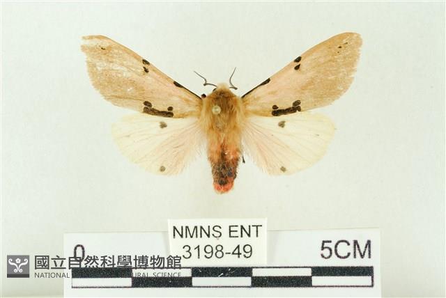 棍棒污燈蛾藏品圖，第1張