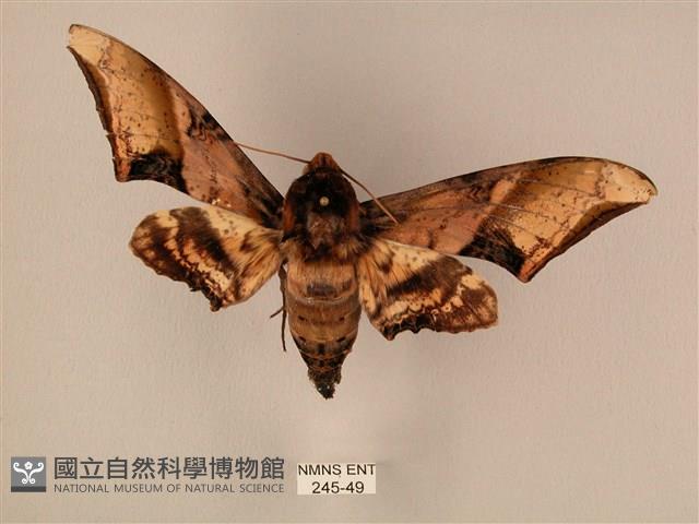 臀角斑天蛾藏品圖，第1張