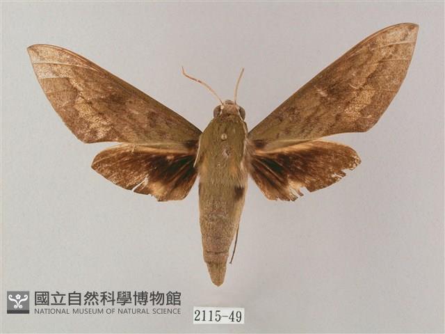 間斷斜紋天蛾藏品圖，第1張