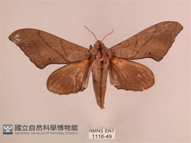 直翅六點天蛾藏品圖，第1張