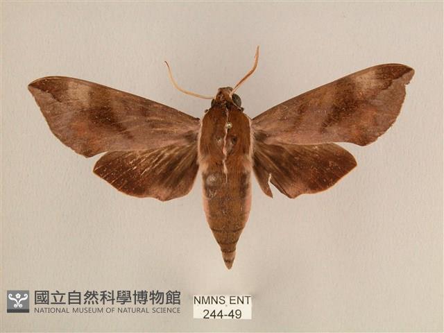 背中白天蛾藏品圖，第1張