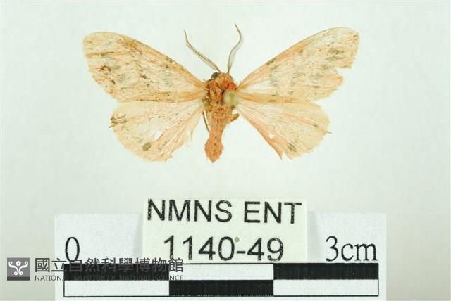 三條橙燈蛾藏品圖，第1張