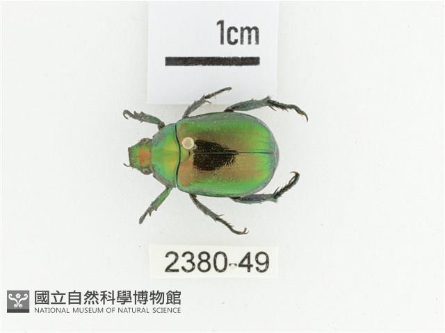 艷金龜藏品圖，第1張