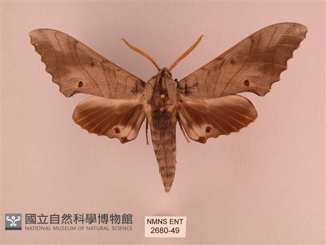 栗六點天蛾藏品圖，第1張