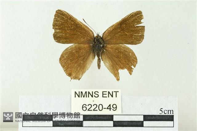 井上洒灰蝶藏品圖，第1張