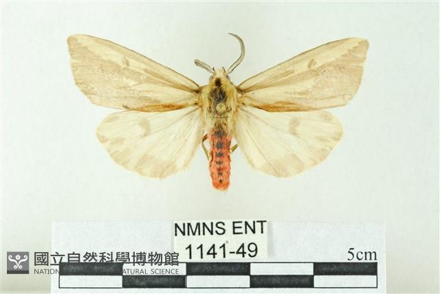 赭新污燈蛾藏品圖，第1張