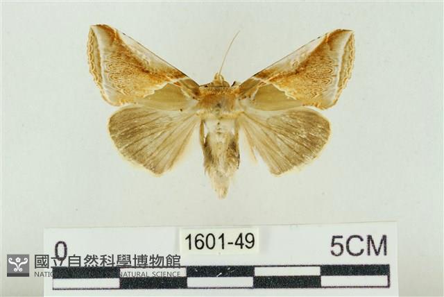 印華波紋蛾藏品圖，第1張