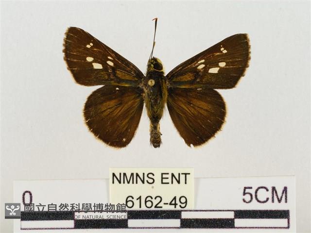 昏列弄蝶藏品圖，第1張