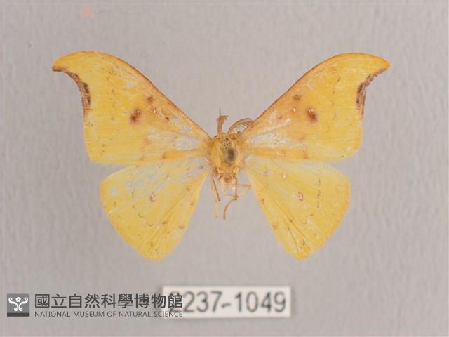 彎黑黃鉤蛾藏品圖，第1張