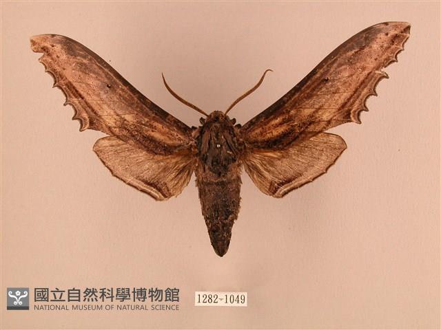臺灣鋸翅天蛾藏品圖，第1張