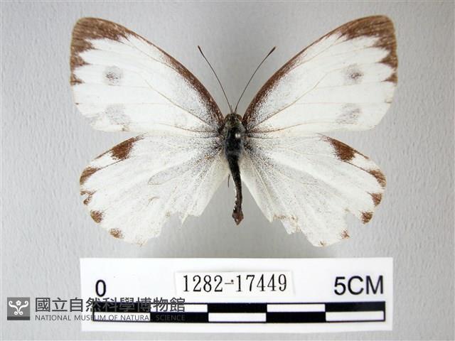 緣點白粉蝶藏品圖，第1張