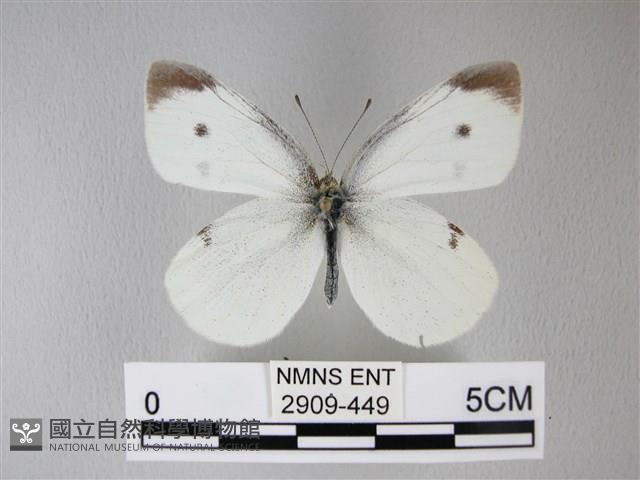 白粉蝶、紋白蝶藏品圖，第1張