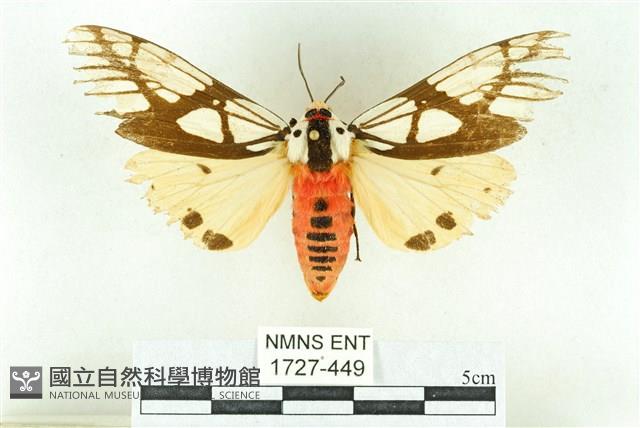 乳白斑燈蛾藏品圖，第1張