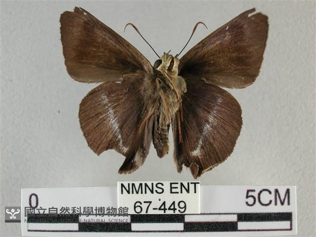 圓翅絨弄蝶藏品圖，第1張