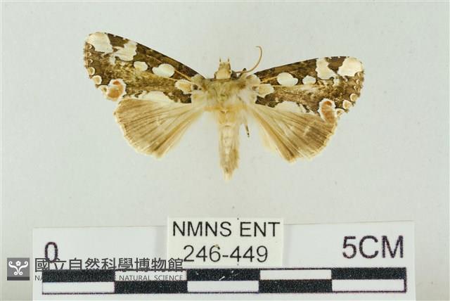 連珠波紋蛾藏品圖，第1張