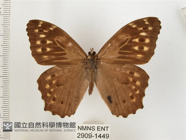 布氏蔭眼蝶藏品圖，第1張