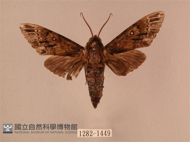 白星天蛾藏品圖，第1張