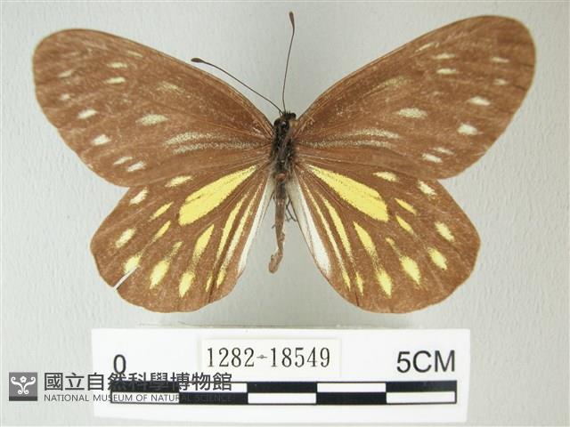 流星絹粉蝶藏品圖，第1張