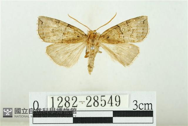 遠藤氏波紋蛾藏品圖，第1張