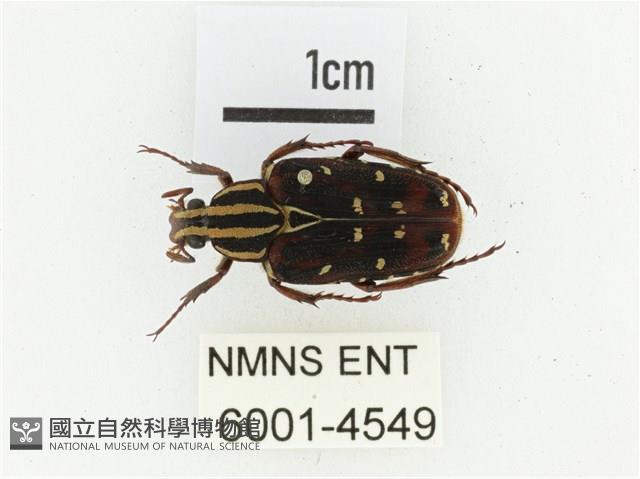 巴蘭陷紋金龜藏品圖，第1張