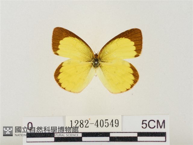 星黃蝶藏品圖，第1張