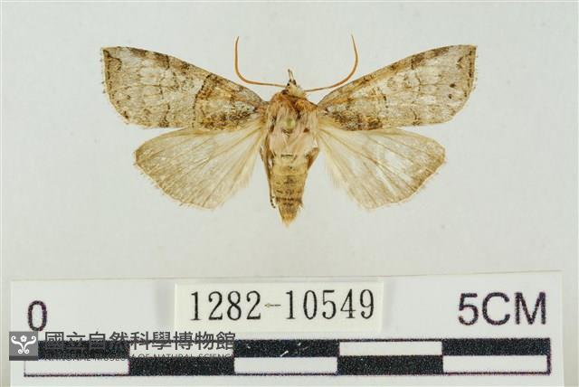 帶波紋蛾藏品圖，第1張