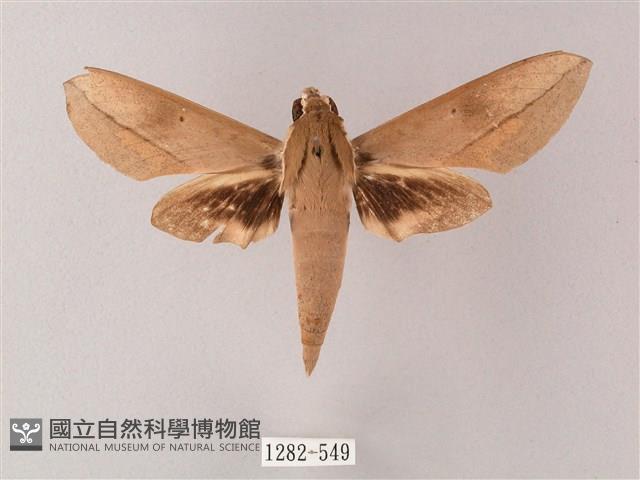 藏斜紋天蛾藏品圖，第1張